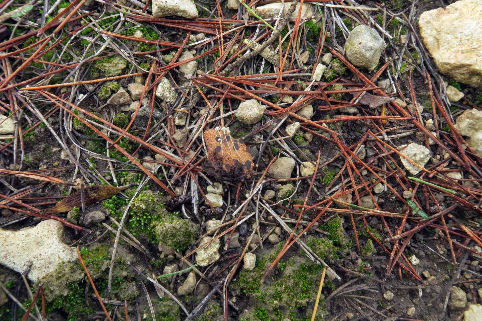 Mycena quercus-ilicis - 1 - IMG_4803